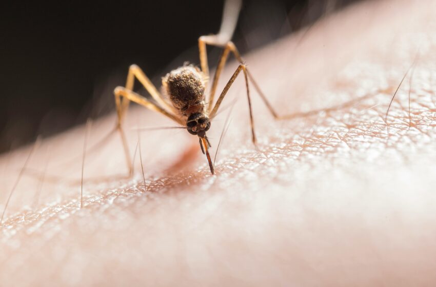  Mythes et réalités sur les piqûres de moustiques : ce que vous devez savoir